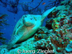 Hawkbill turtle enjoying relaxing moment !

Sipadan, Sa... by Juerg Ziegler 